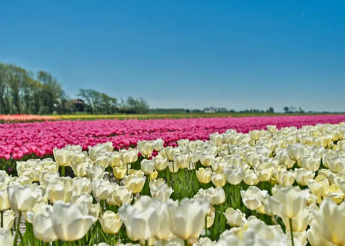 Prinsenhof # Twaalf Appartement Bergen