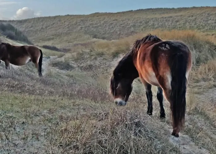 Appartement Prinsenhof # Twaalf
